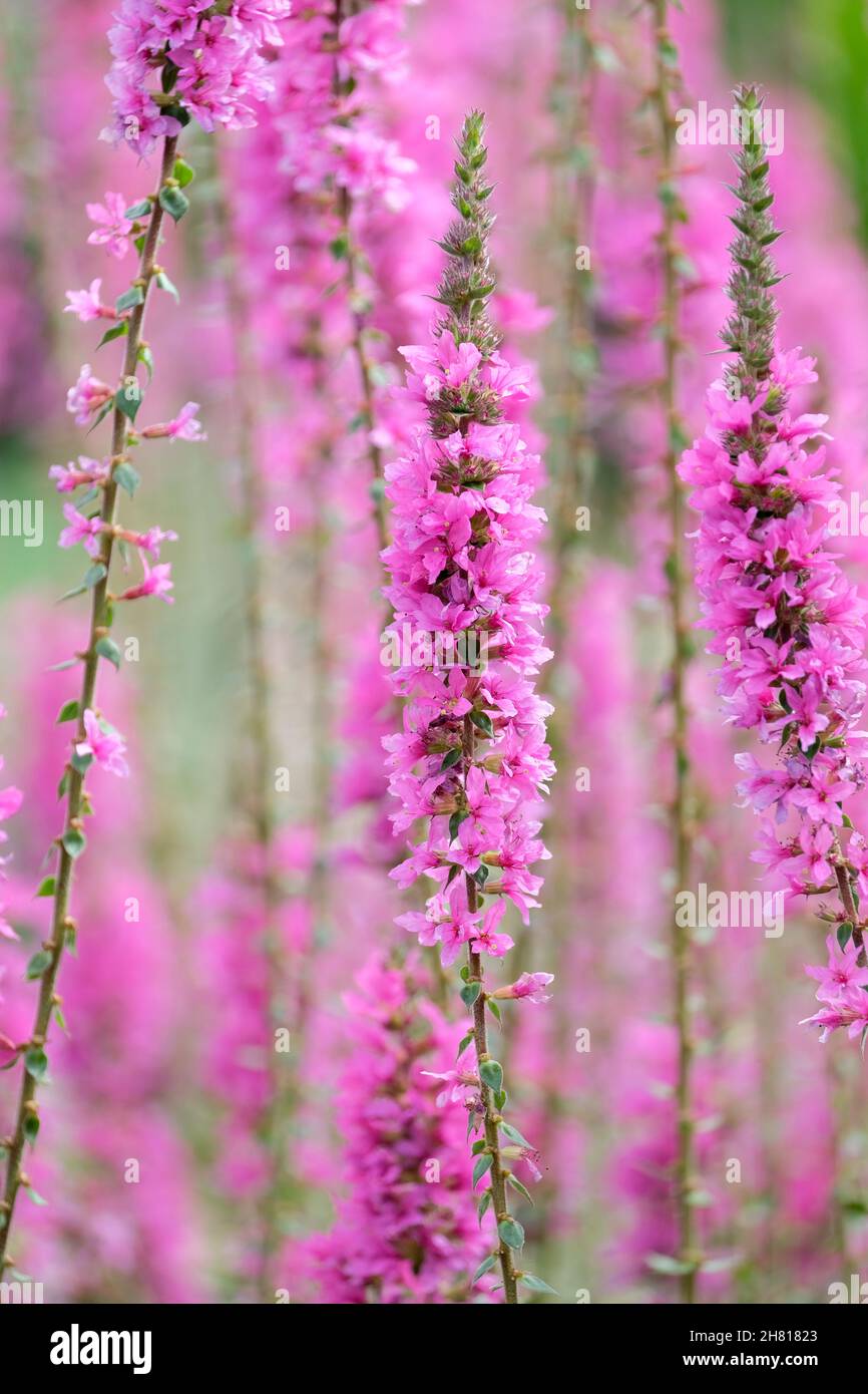 Lythrum salicaria, purpurne Loosestreife, Stachelloosestreife oder purpurnes Lythrum. Rosa-violette Blüten. Stockfoto