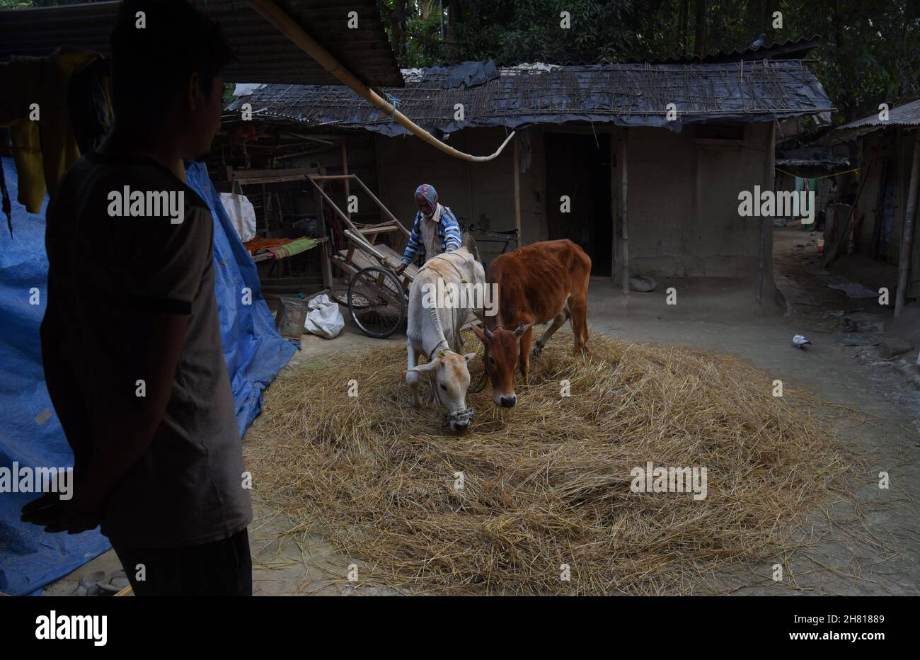 Guwahati, Indien. 26th. November 2021. Ein Landwirt verwendete seinen Ochsen, um am Freitag, den 26th. November 2021, im Dorf Uttarpara im Distrikt Baksa in Assam Indien den Erntereis auf traditionelle Weise zu entfernen. (Bild: © Dasarath Deka/ZUMA Press Wire) Bild: ZUMA Press, Inc./Alamy Live News Stockfoto