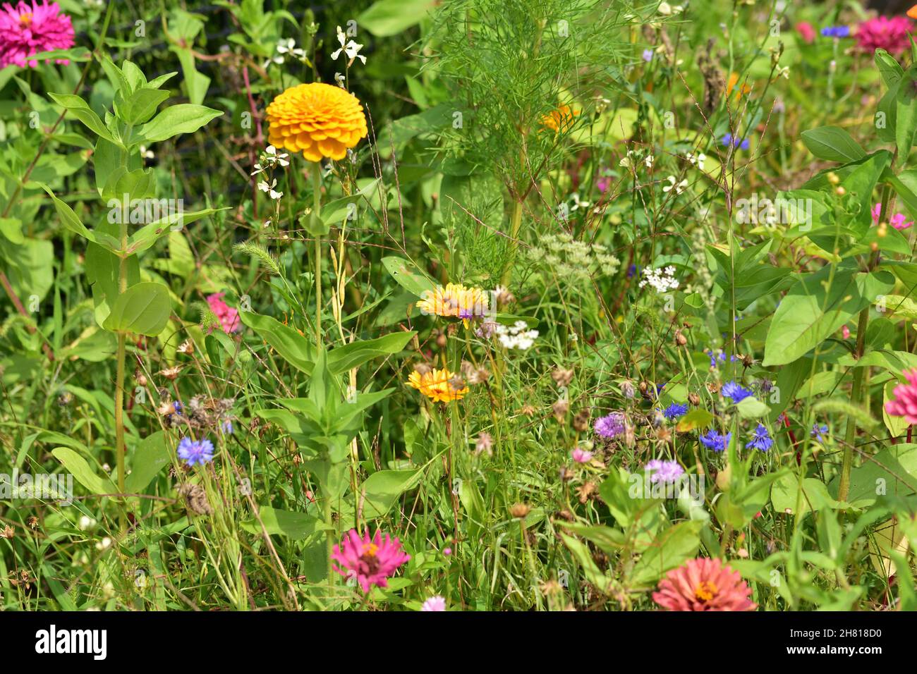 Wiese voller blühender Blumen an einem heißen Sommertag. Sommer. Stockfoto
