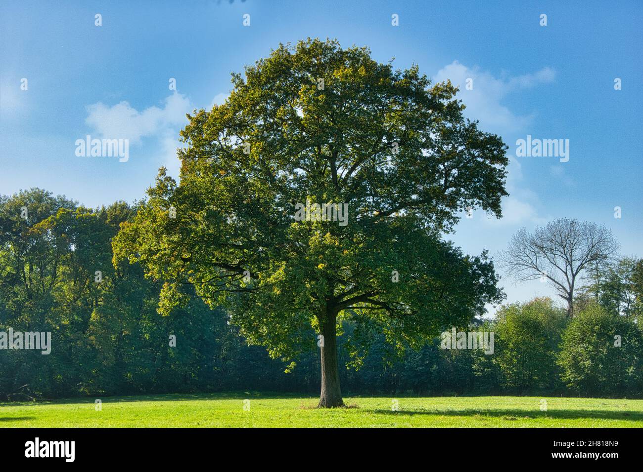 Großer Baum auf einem grasbewachsenen Feld mit einem Wald im Hintergrund an einem sonnigen Tag Stockfoto
