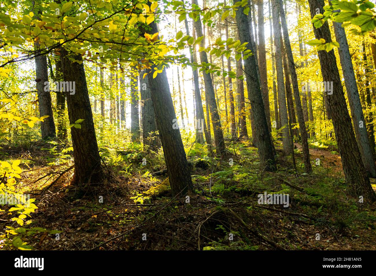 Der Wald ist in buntem Licht mit Herbstgelb und Grün Stockfoto