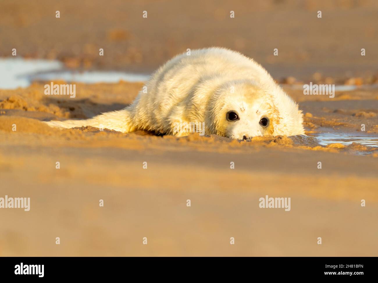 Ein grauer Robbenhund (Halichoerus grypus), Norfolk Stockfoto