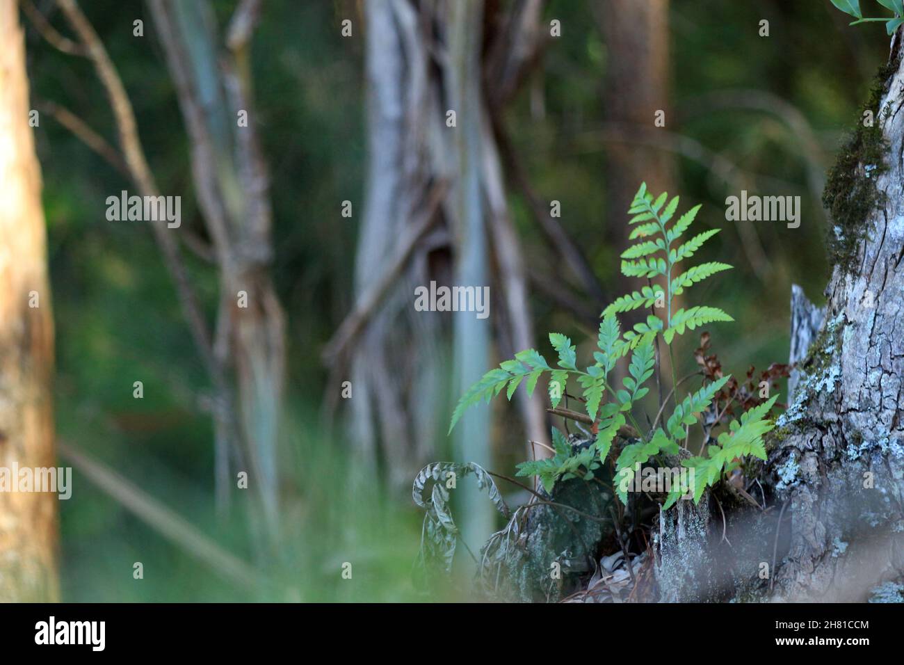 Aus dem Stamm eines Baumes sprießt ein kleiner Farn. Ein Hintergrund von Baumstämmen und Ästen. Stockfoto