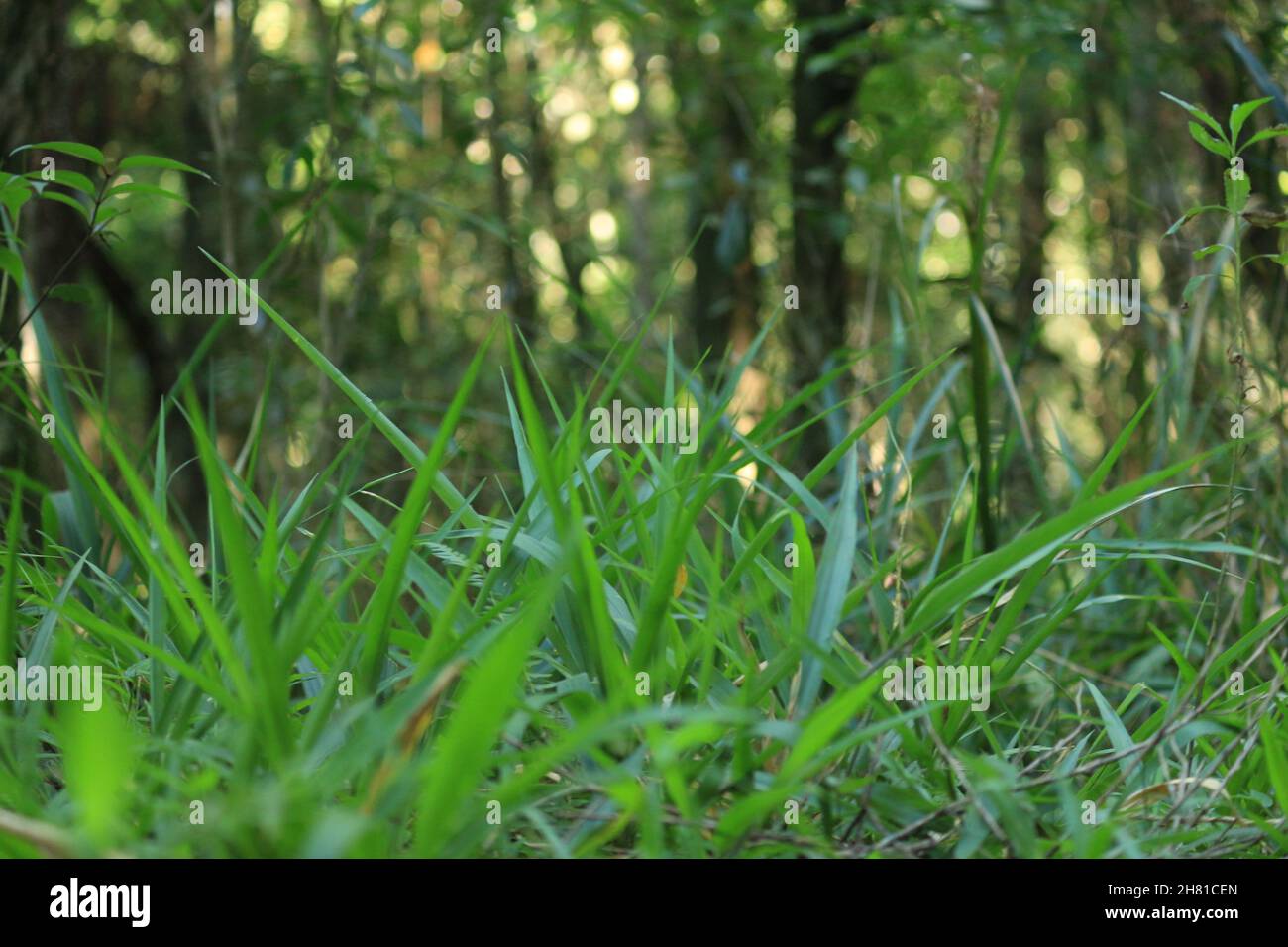 Natürliche Landschaft, Blick von unten nach oben, Gras auf dem atlantischen Waldboden. Stockfoto