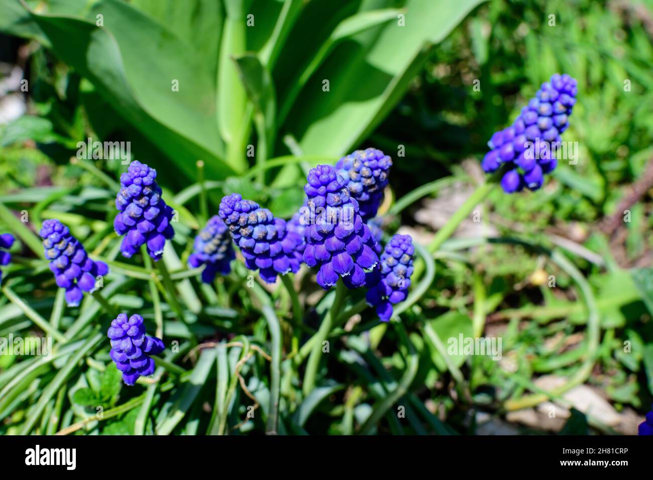 Nahaufnahme einer Gruppe von frischen kleinen blauen Blüten von Muscari vernachlässectum oder gemeinsame Traubenhyazinthe in einem Garten an einem sonnigen Frühlingstag, floraler Hintergrund pho Stockfoto
