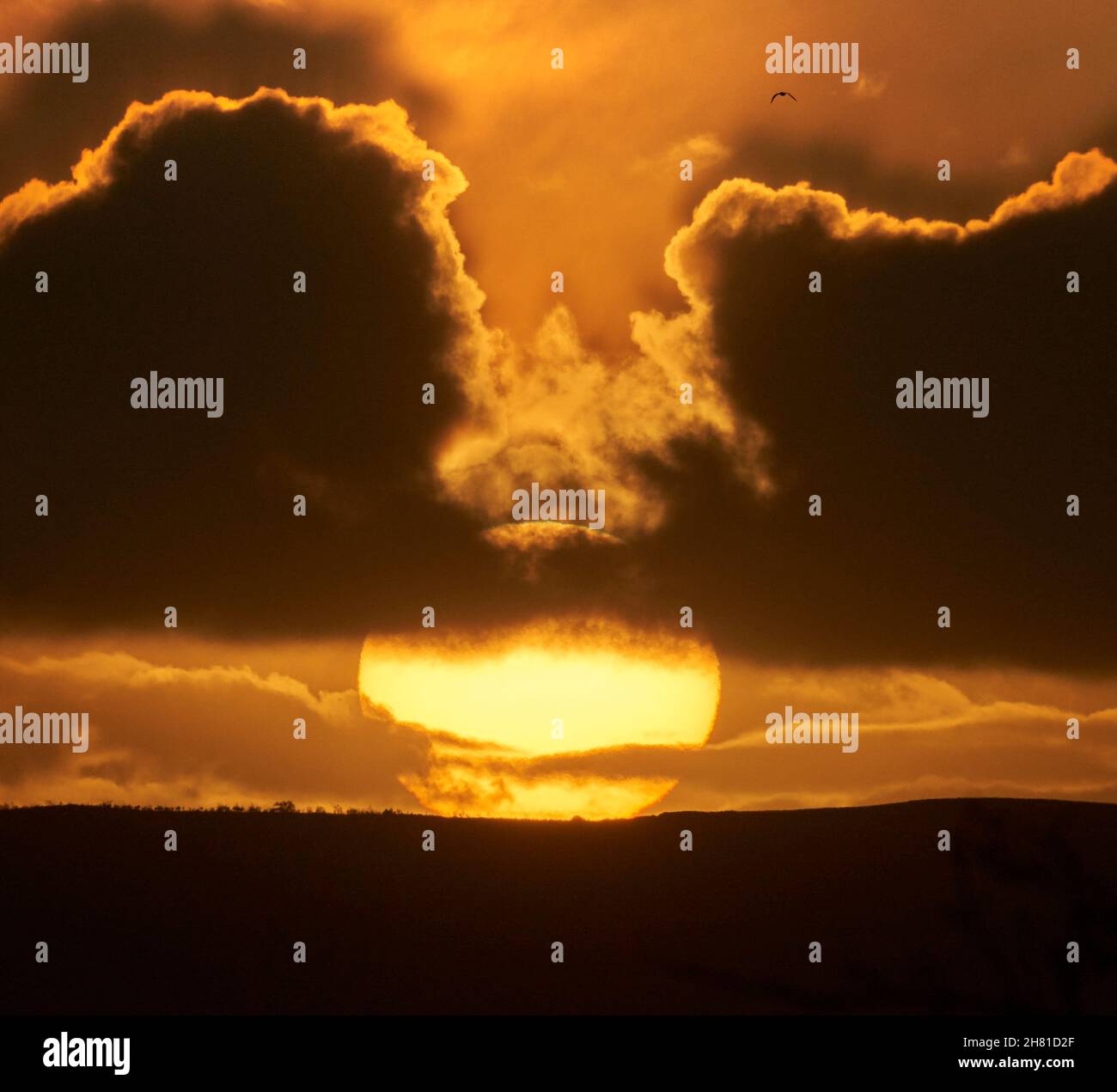 Teleaufnahme eines atemberaubenden Sonnenuntergangs mit dramatischen Wolken und vorbeifliegenden Vögeln. November 2021 Glasgow, Schottland. Stockfoto