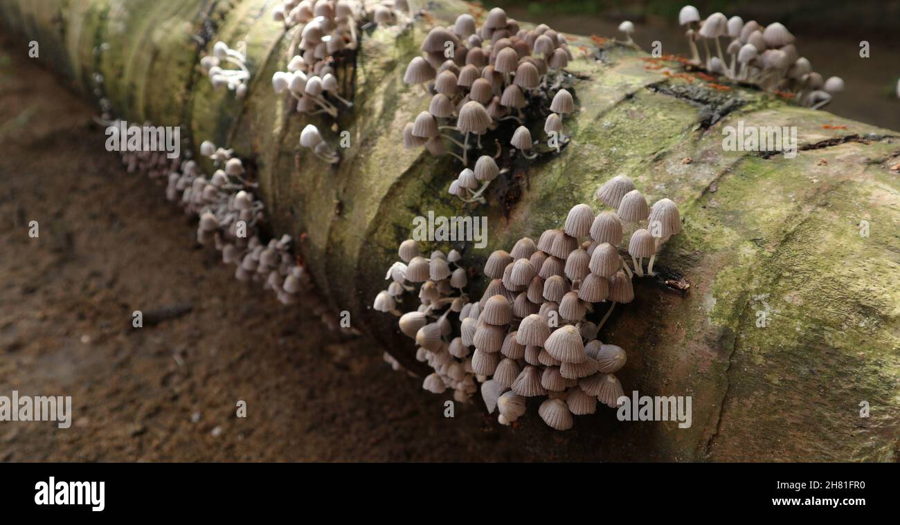 Selektiver Fokus auf einen Pilzhaufen auf Pilzkolonie blühen auf der Oberfläche eines toten Kokosnussbaumstamms Stockfoto
