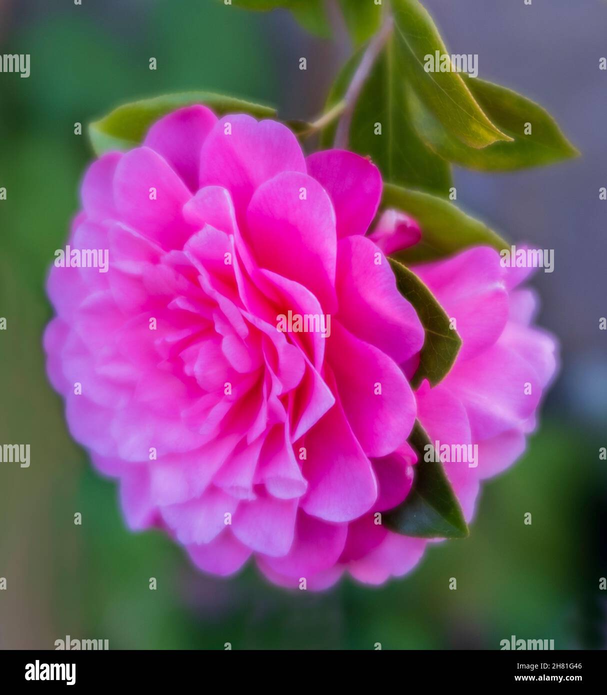 Lily stampft ein Makrofoto Stockfoto