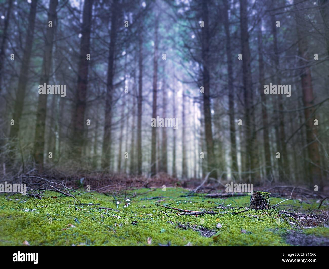 Tolle sonnige, wilde Gegend. Mystisch verträumter Wald im blauen Nebel im Herbst und magisches Licht. Stockfoto