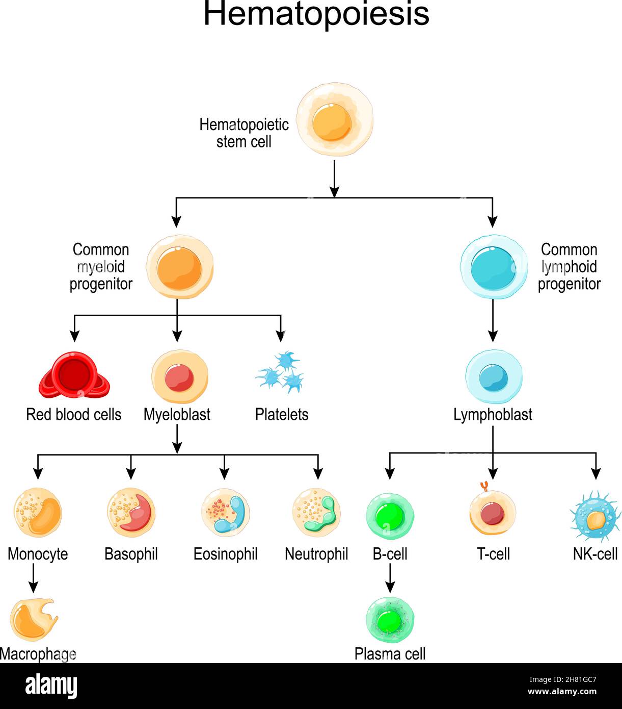 Hämatopoiese. Entwicklung verschiedener Blutzellen von hämatopoietischen Stammzellen zu roten Blutzellen und weißen Blutzellen, Blutplättchen und Lymphozyten Stock Vektor