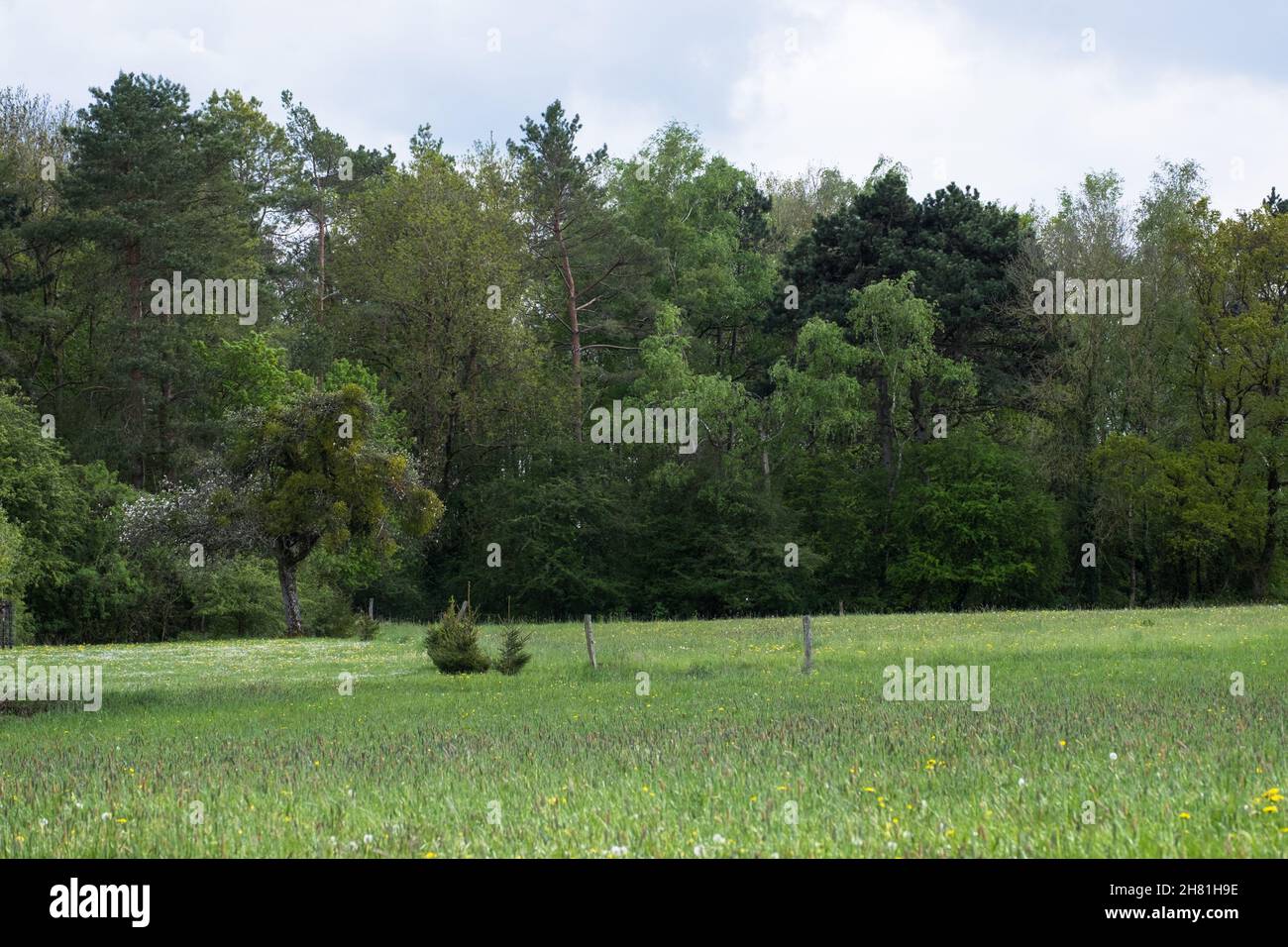 Bäume säumen ein Feld in der Nähe von Durbuy, Wallonien. Stockfoto