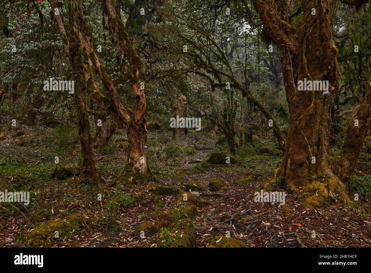 Mystischer Wald in Nepal. , Annapurna Conservation Area .April des Frühlings 2021 Stockfoto