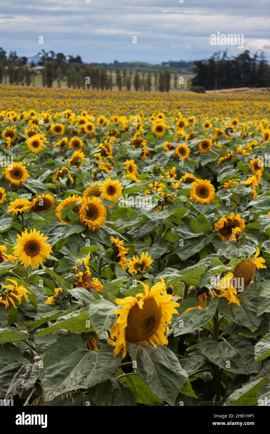 Ein Feld voller Sonnenblumen (Helianthus annuus) in Neuseeland Stockfoto