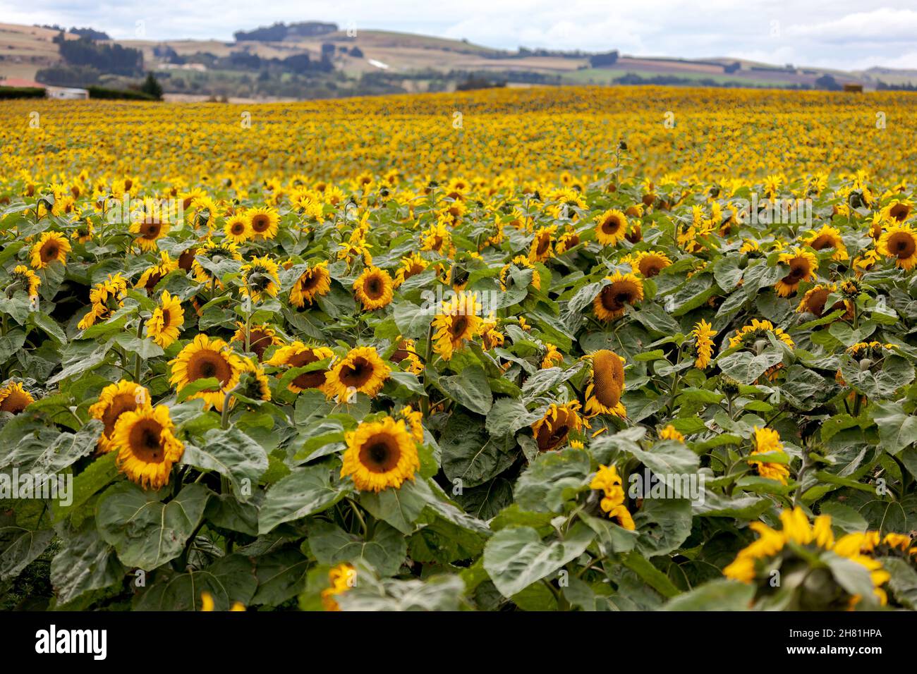 Ein Feld voller Sonnenblumen (Helianthus annuus) in Neuseeland Stockfoto
