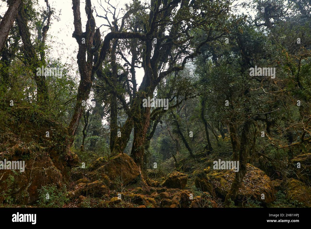 Mystischer Wald in Nepal. , Annapurna Conservation Area .April des Frühlings 2021 Stockfoto