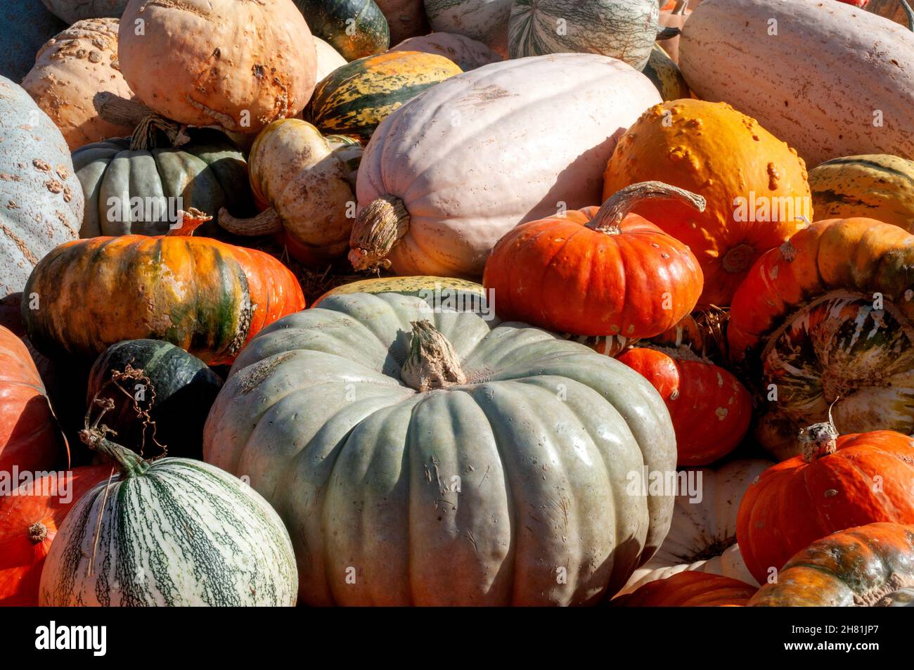 Herbsternte von Kürbissen im Zentrum von Oregon Stockfoto