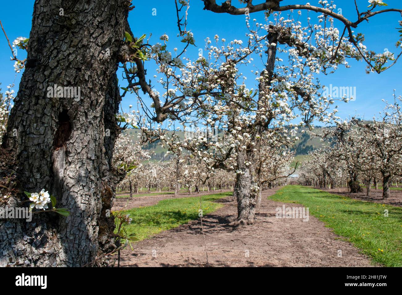 Apfelbäume in Parkdale, Oregon Stockfoto