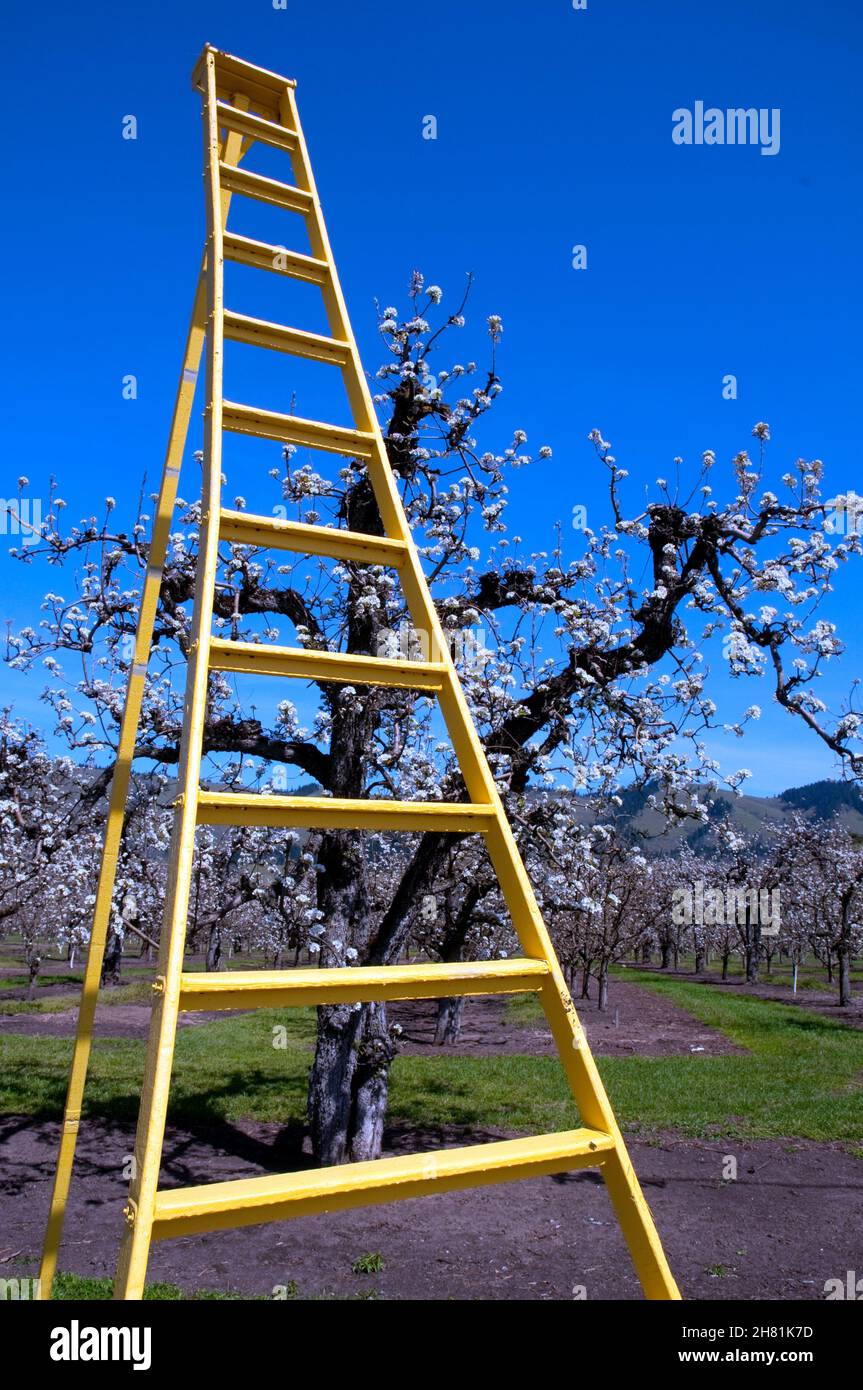 Eine Leiter im Apfelgarten. Hood River, Oregon Stockfoto