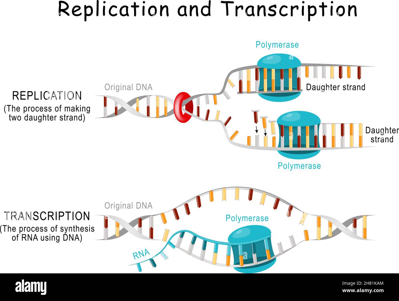 DNA-Replikation und -Transkription. Stufen. Doppelhelix wird abgewickelt. Jeder getrennte Strang dient als Vorlage für die Replikation eines neuen Strangs. Vektor Stock Vektor