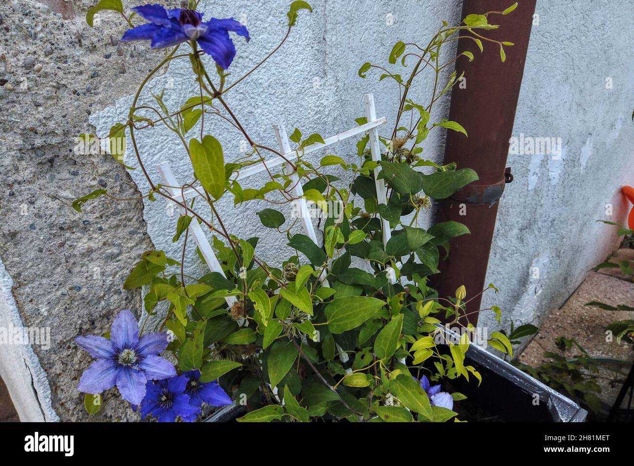 Nahaufnahme von violetten Clematis-Blüten, die in der Nähe der alten Mauer in Bad Fischau Brunn wachsen Stockfoto