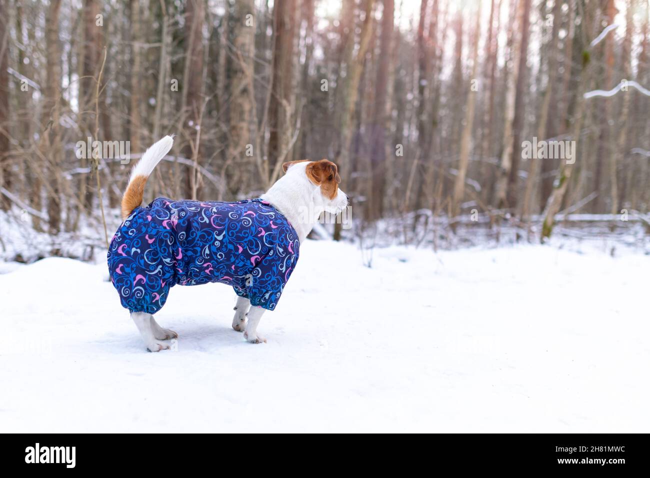 Ein kleiner Hund in blauem Jumpsuit, der seitlich in einem winterverschneiten Wald steht. Jack Russell Terrier mit erhobenem Schwanz und Blick in die Ferne. Schützen Stockfoto