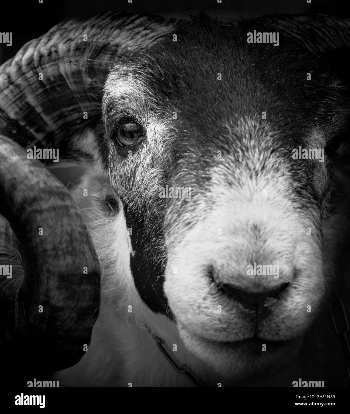 Schwarz-Weiß-Porträt Eines britischen Blackface RAM mit lockigen Hörnern mit selektivem Fokus auf das Auge, Großbritannien Stockfoto
