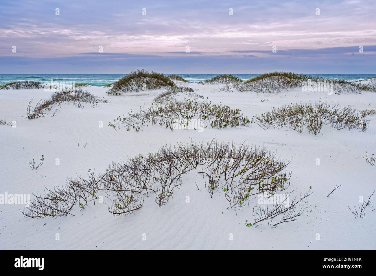 Weiße Quarzsanddünen bei Sonnenuntergang entlang des Golfs von Mexiko bei Gulf Islands National Seashore im Winter, Santa Rosa County, Florida, USA / USA Stockfoto