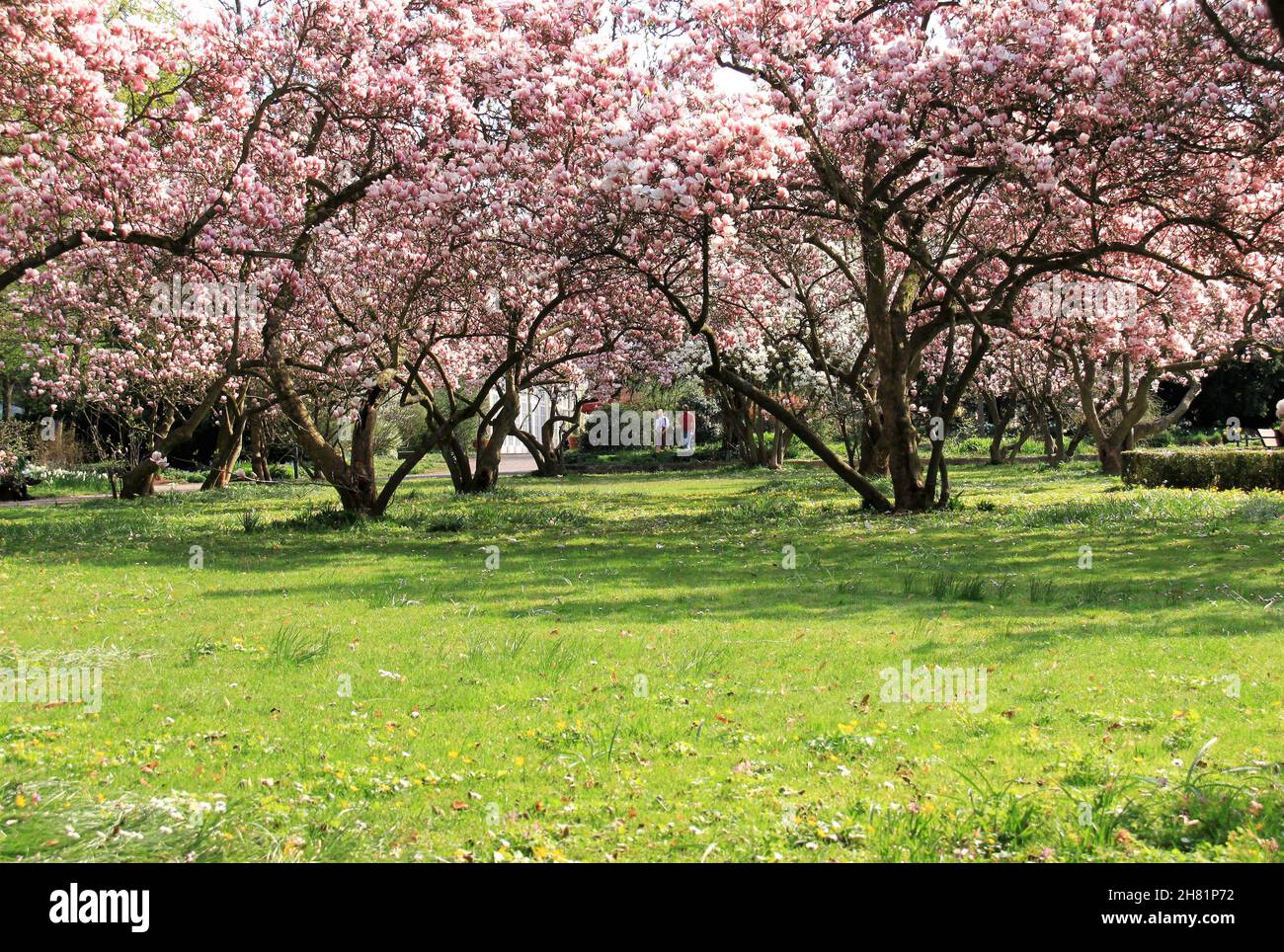 Schöne blühende Magnolienbäume in einem Park Stockfoto