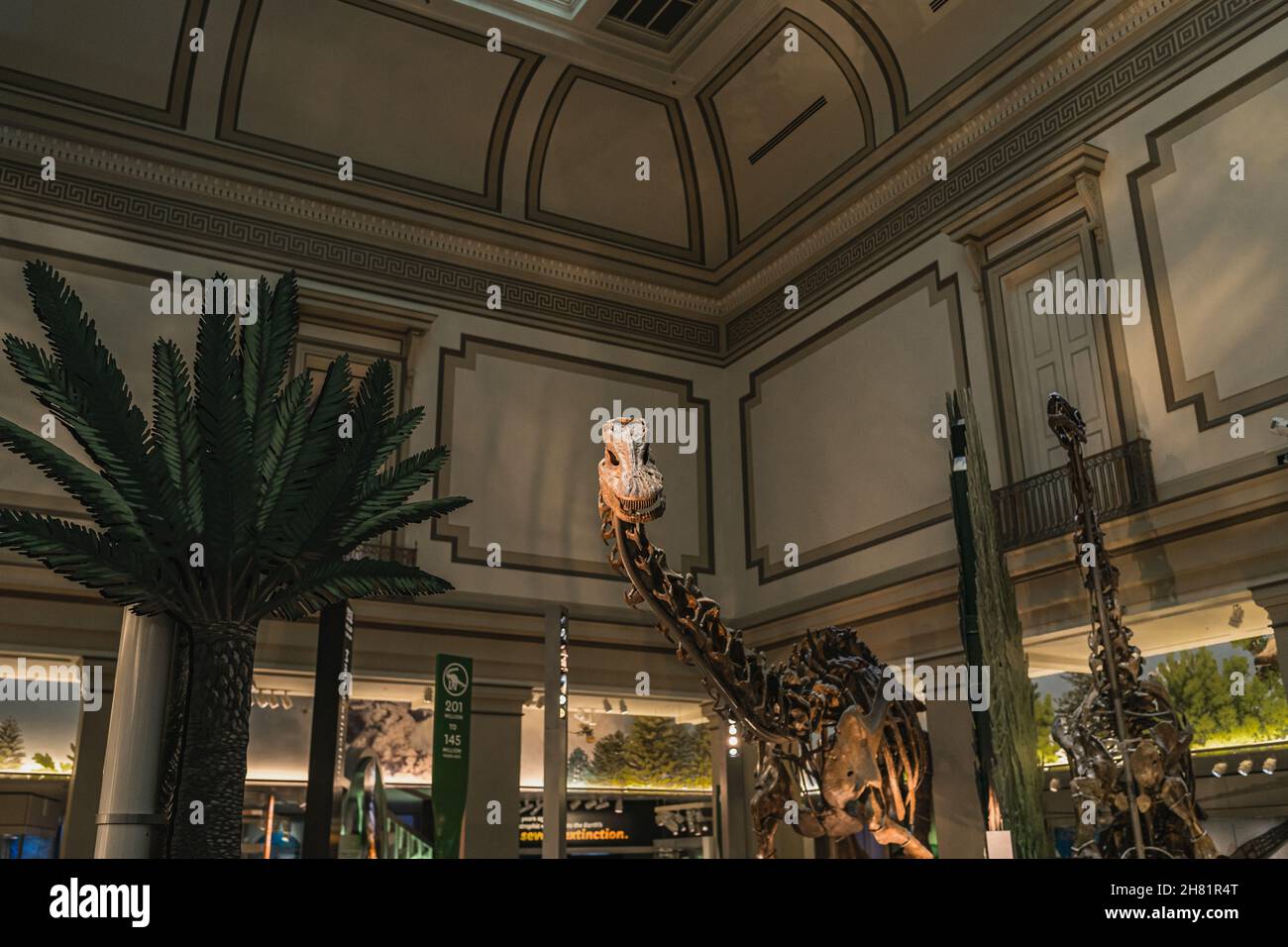 Long Neck Dinosaur Fossil Exhibit in Smithsonian Stockfoto