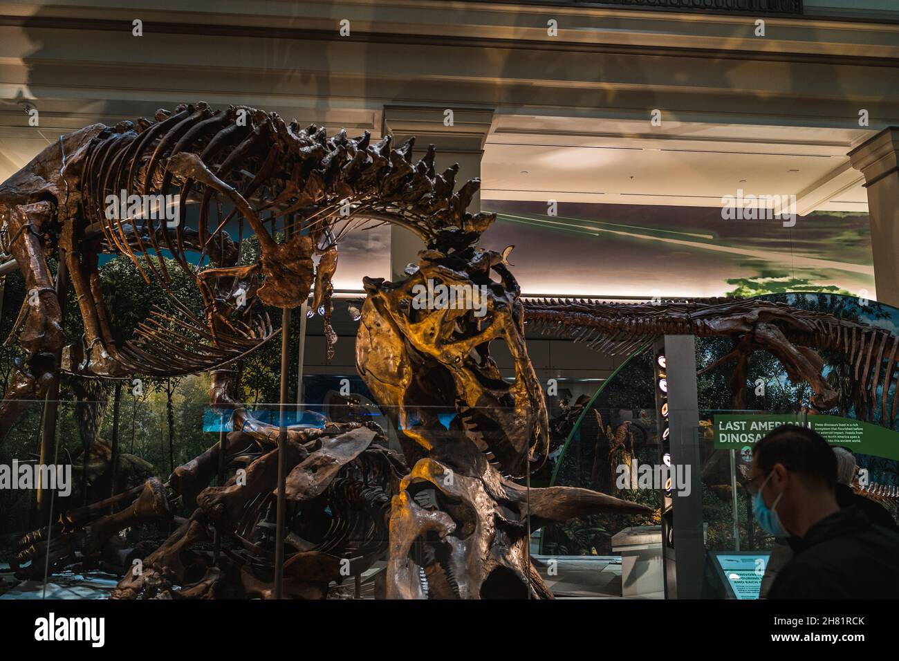 Tyrannosaurus Rex Fossile Ausstellung in Smithsonian Stockfoto