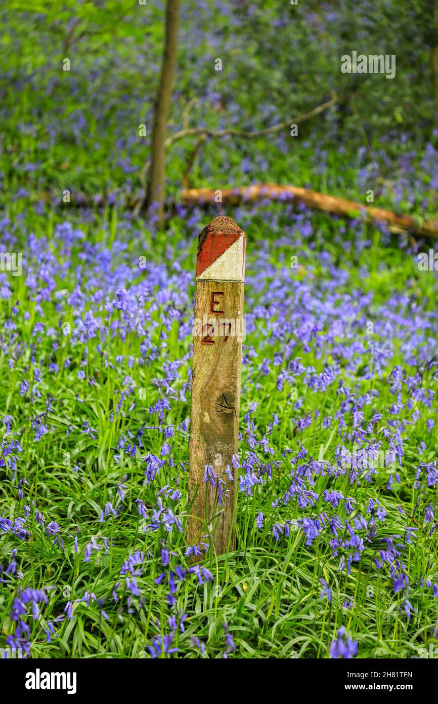 Eine Orientierungshilfe in einem englischen Bluebell-Wald im Frühling mit den Blättern auf den Bäumen, Staffordshire, England, Großbritannien Stockfoto
