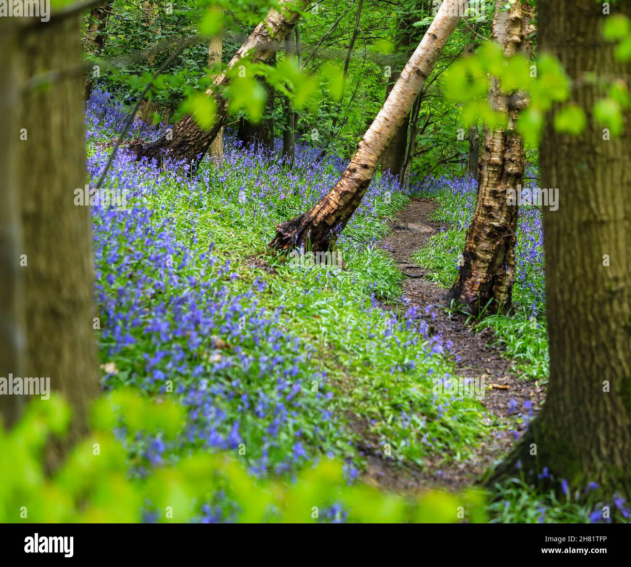 Ein Weg durch einen englischen Bluebell-Wald im Frühling mit den Blättern auf den Bäumen, die gerade herauskommen, Staffordshire, England, Großbritannien Stockfoto