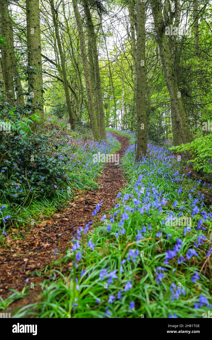 Ein Weg durch einen englischen Bluebell-Wald im Frühling mit den Blättern auf den Bäumen, die gerade herauskommen, Staffordshire, England, Großbritannien Stockfoto