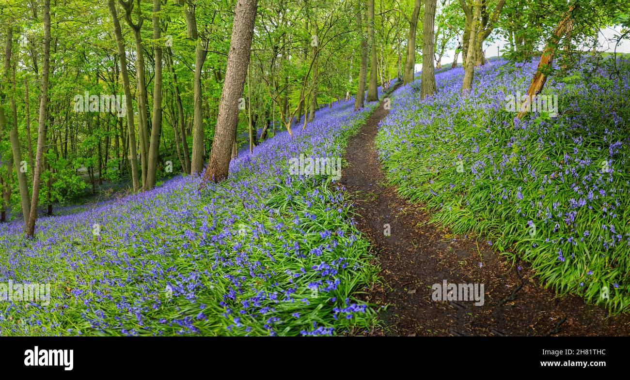 Ein Weg durch einen englischen Bluebell-Wald im Frühling mit den Blättern auf den Bäumen, die gerade herauskommen, Staffordshire, England, Großbritannien Stockfoto