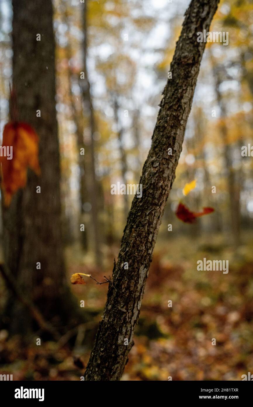 Nördliche Wisconsin Midwest Herbstfarben Stockfoto