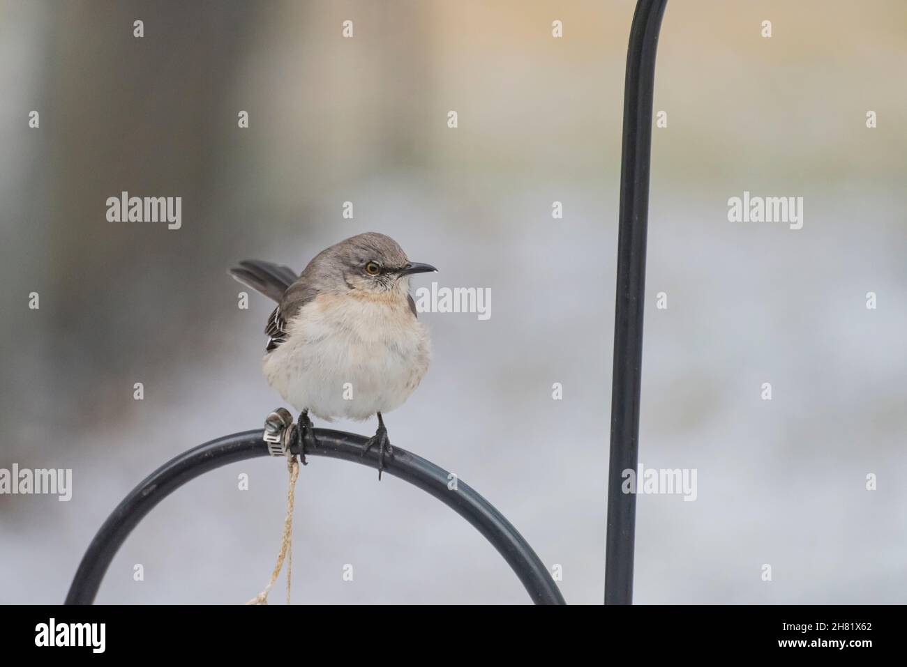 Nördlicher Mockingbird (Mimus polyglottos), der im Winter auf dem Metallmast über einem Vogelfutterhäuschen thront. Stockfoto