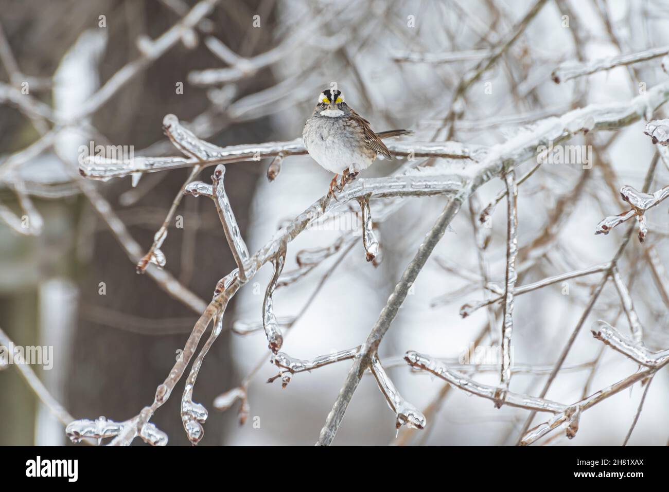 Weißkehlspatzen (Zonotrichia albicollis), der im Winter auf einem eisigen Baumglied thront Stockfoto