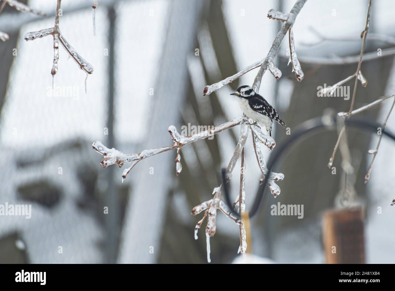 Specht (Dryobates pubescens), der im Winter auf einem eisigen Glied thront Stockfoto