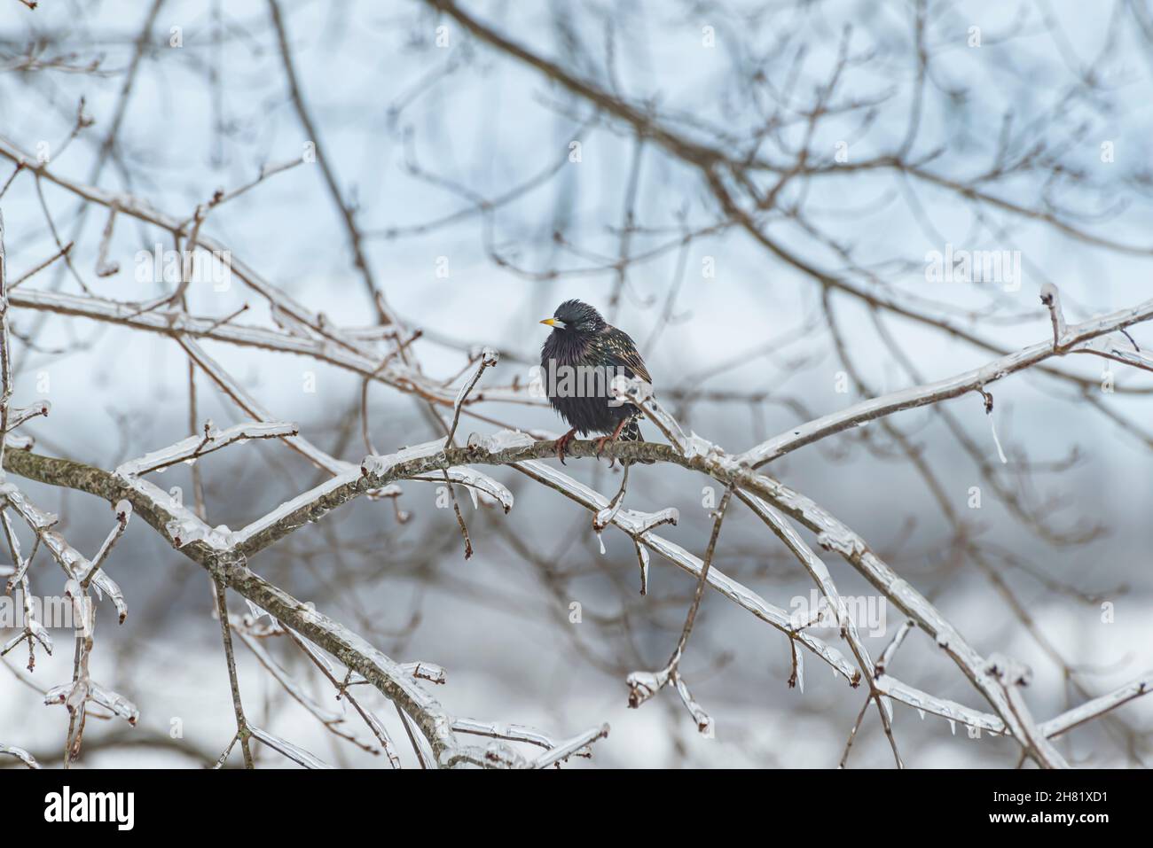 Im Winter thront ein gewöhnlicher Star (Sturnus vulgaris) auf einem eisigen Baumzweig Stockfoto
