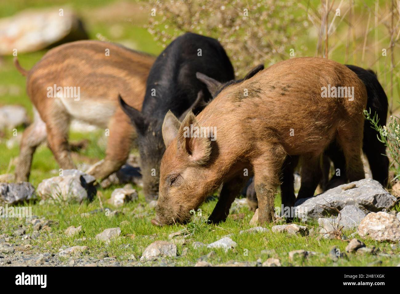 Kleine Wildschweine auf der Natur frei wie eine Familie Wandern und Essen Stockfoto