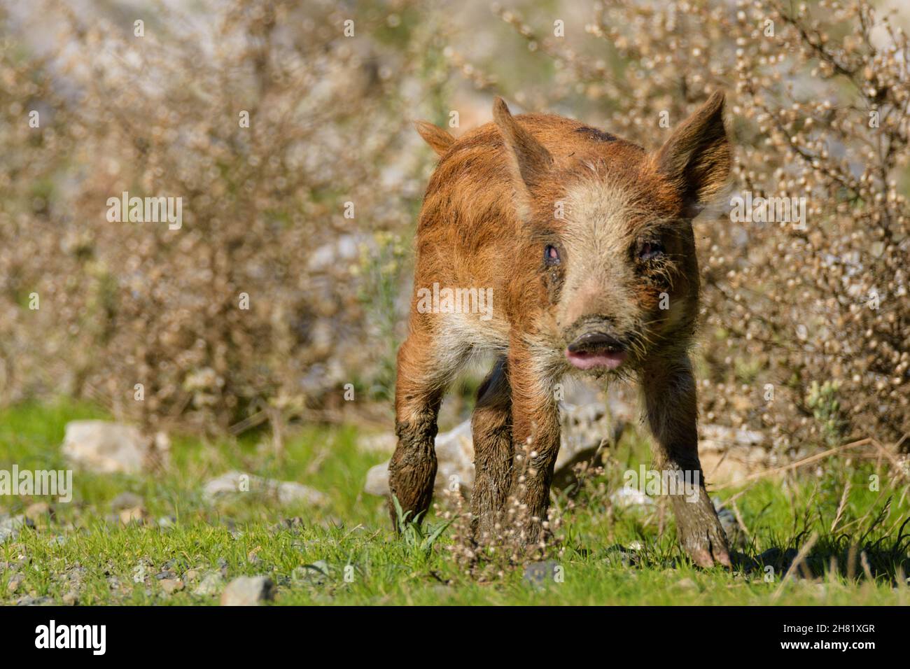 Kleine Wildschweine auf der Natur frei wie eine Familie Wandern und Essen Stockfoto