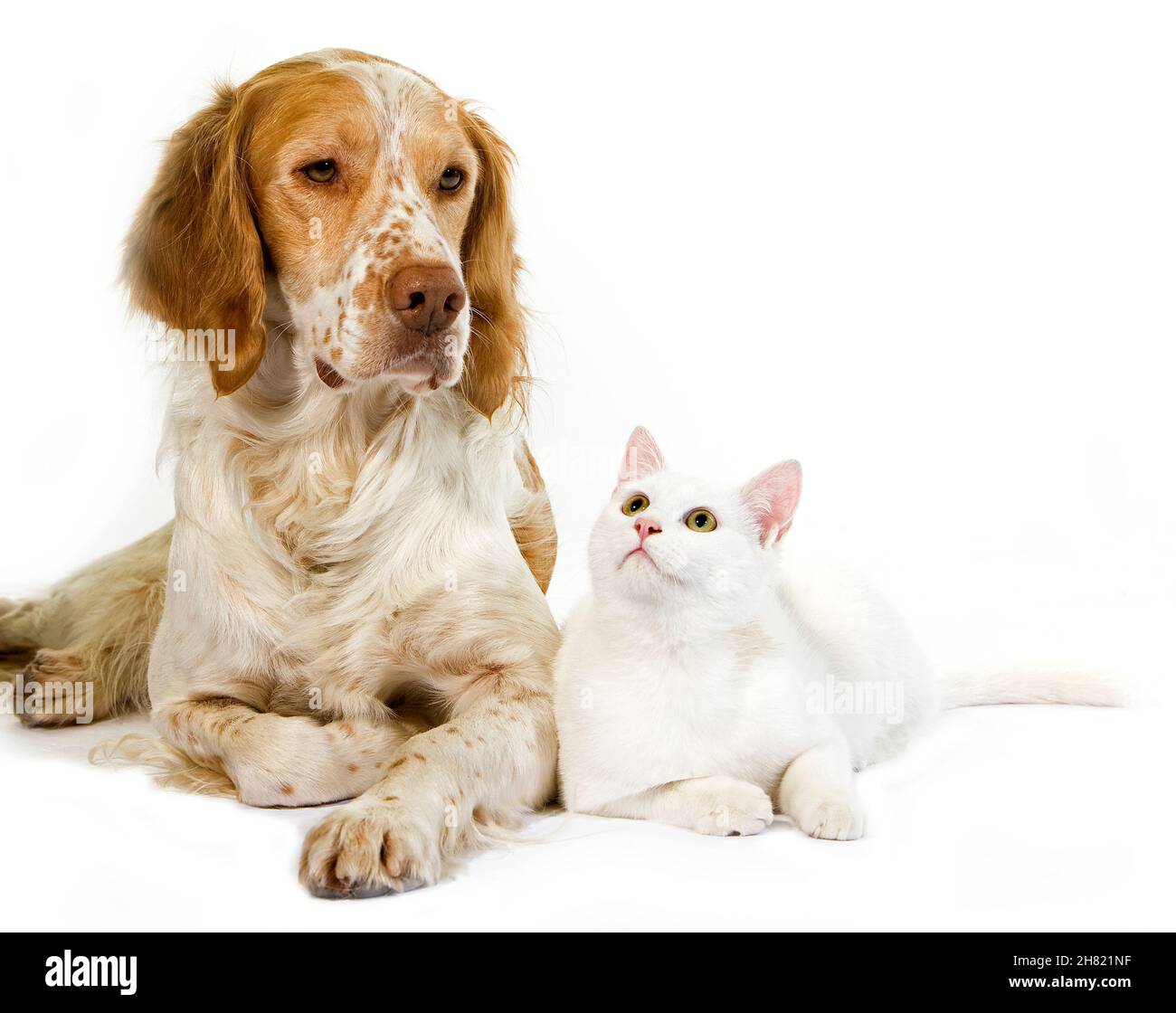 Cinnamon Color French Spaniel Male Dog und White Domestic Cat Stockfoto
