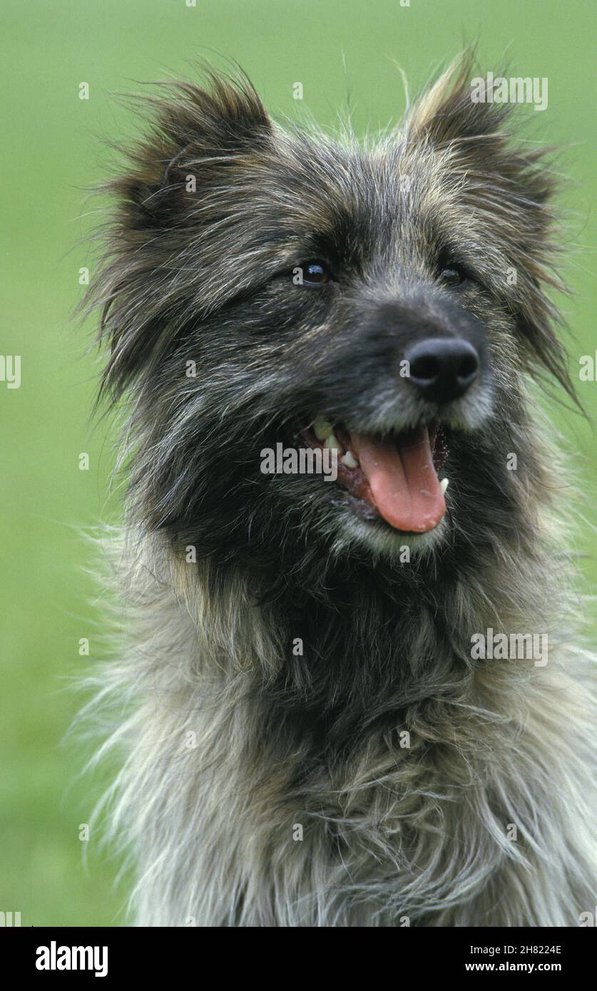 Pyrenäen Schäferhund oder Pyrenäen Schäferhund, Porträt eines Erwachsenen Stockfoto