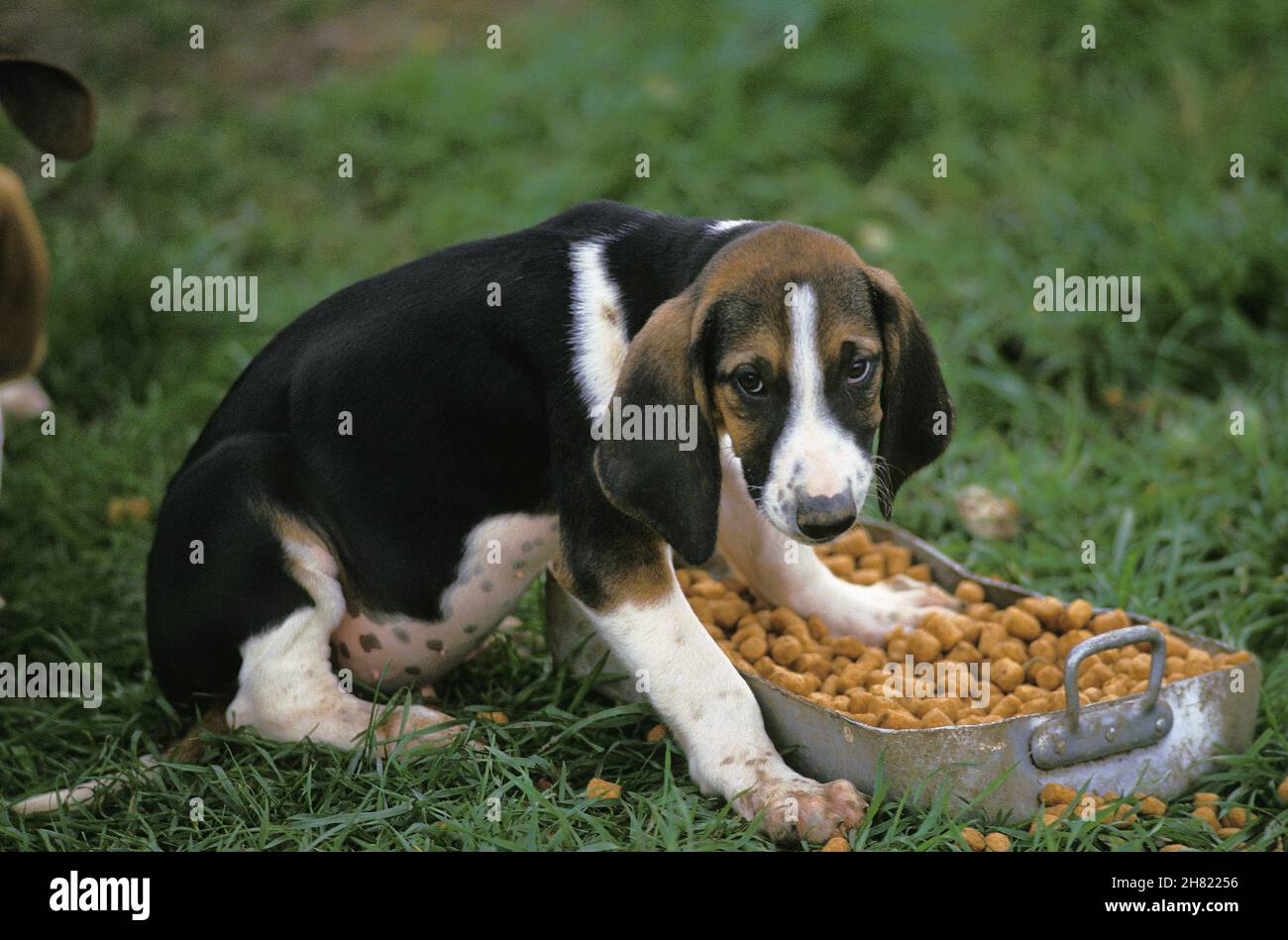 Großer anglo-französischen Trikolore Hund, Welpe, Essen Stockfoto