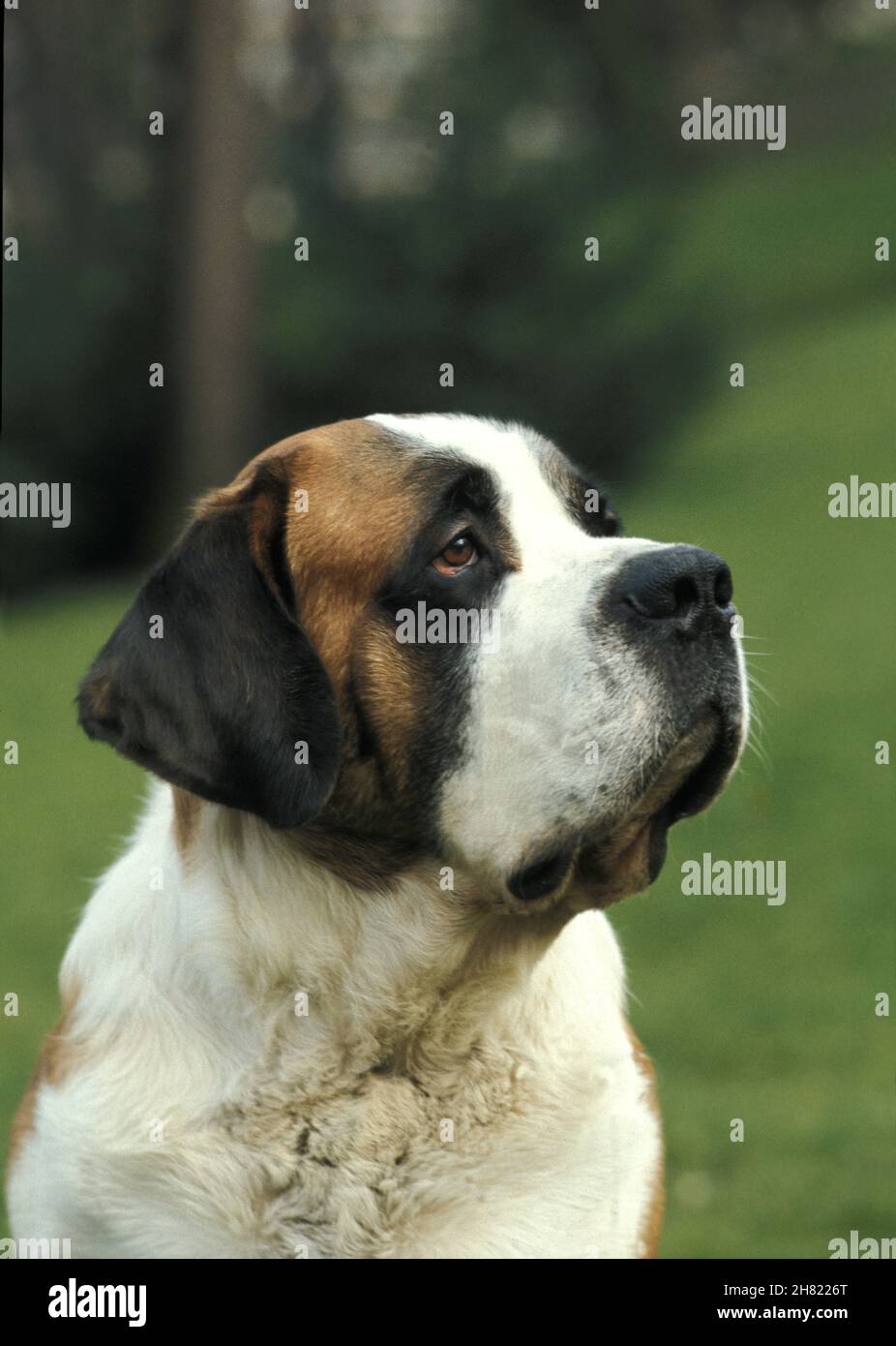 Saint Bernard Dog, Porträt von Erwachsenen Stockfoto