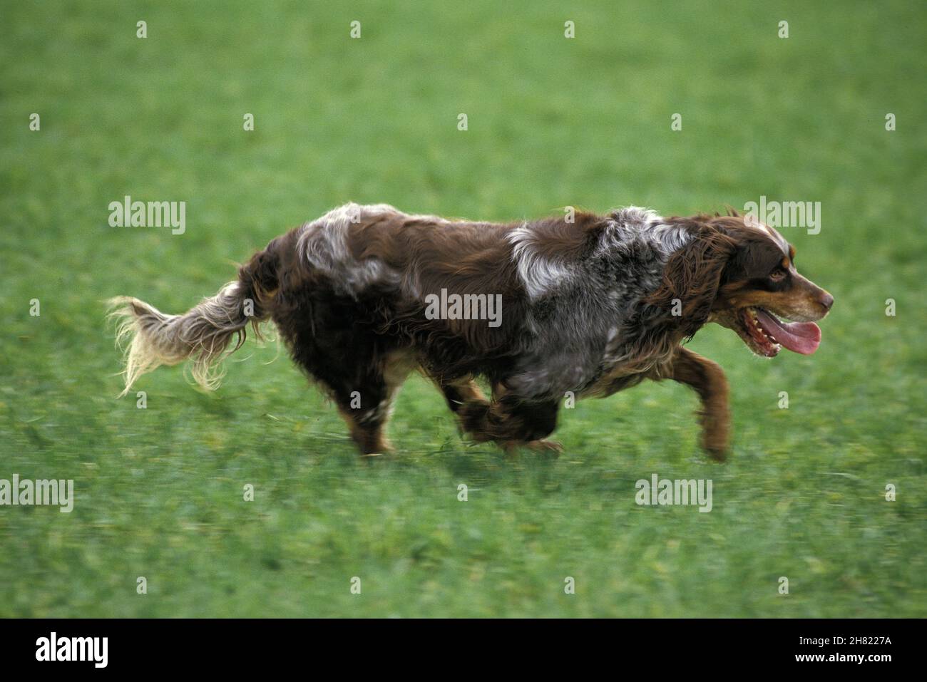 Picardy Spaniel Hund, eine französische Rasse, Hund läuft durch Feld Stockfoto