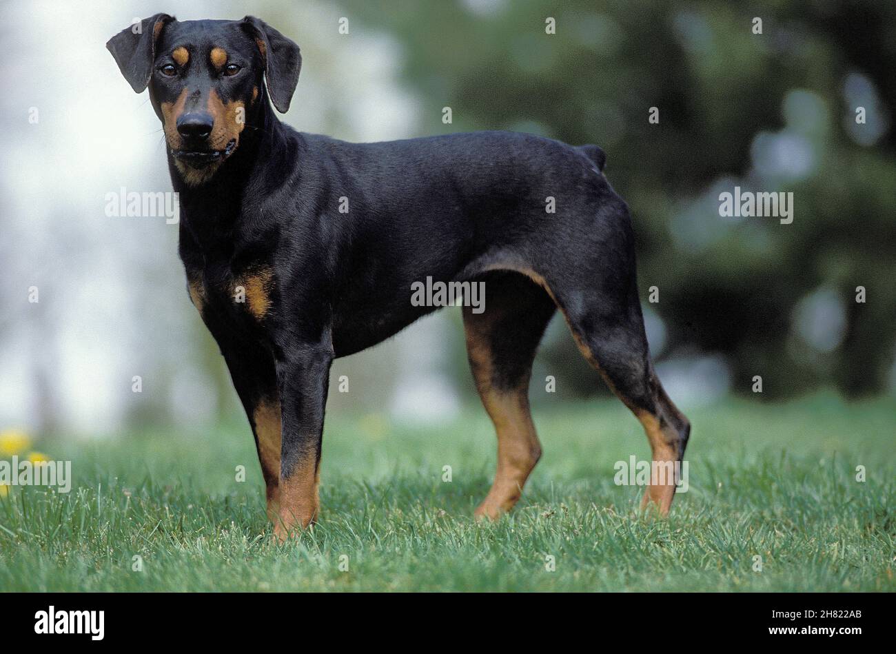 Deutscher Pinscher Hund steht auf Rasen Stockfoto