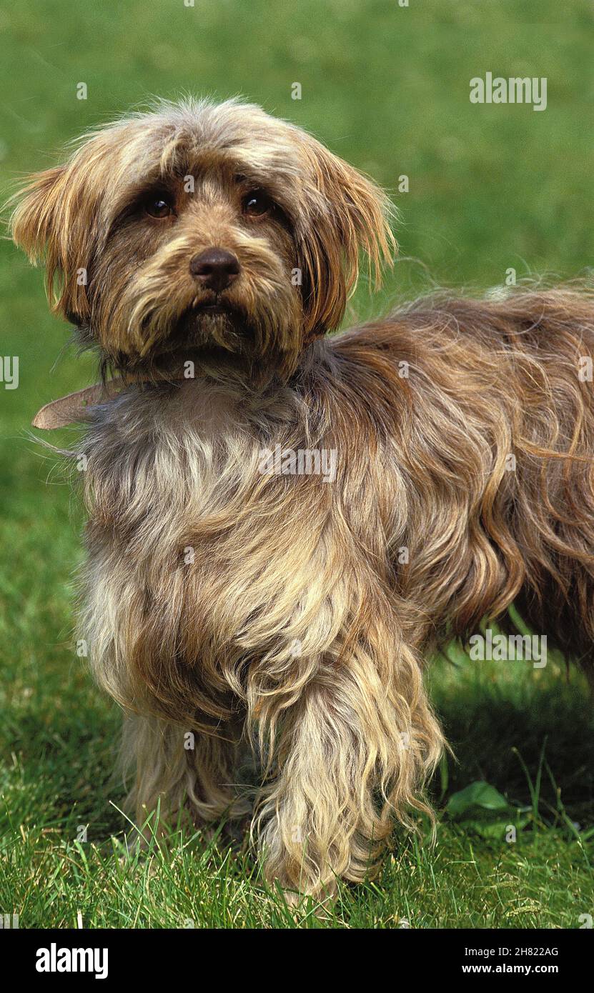 HUND STEHT AUF GRAS Stockfoto
