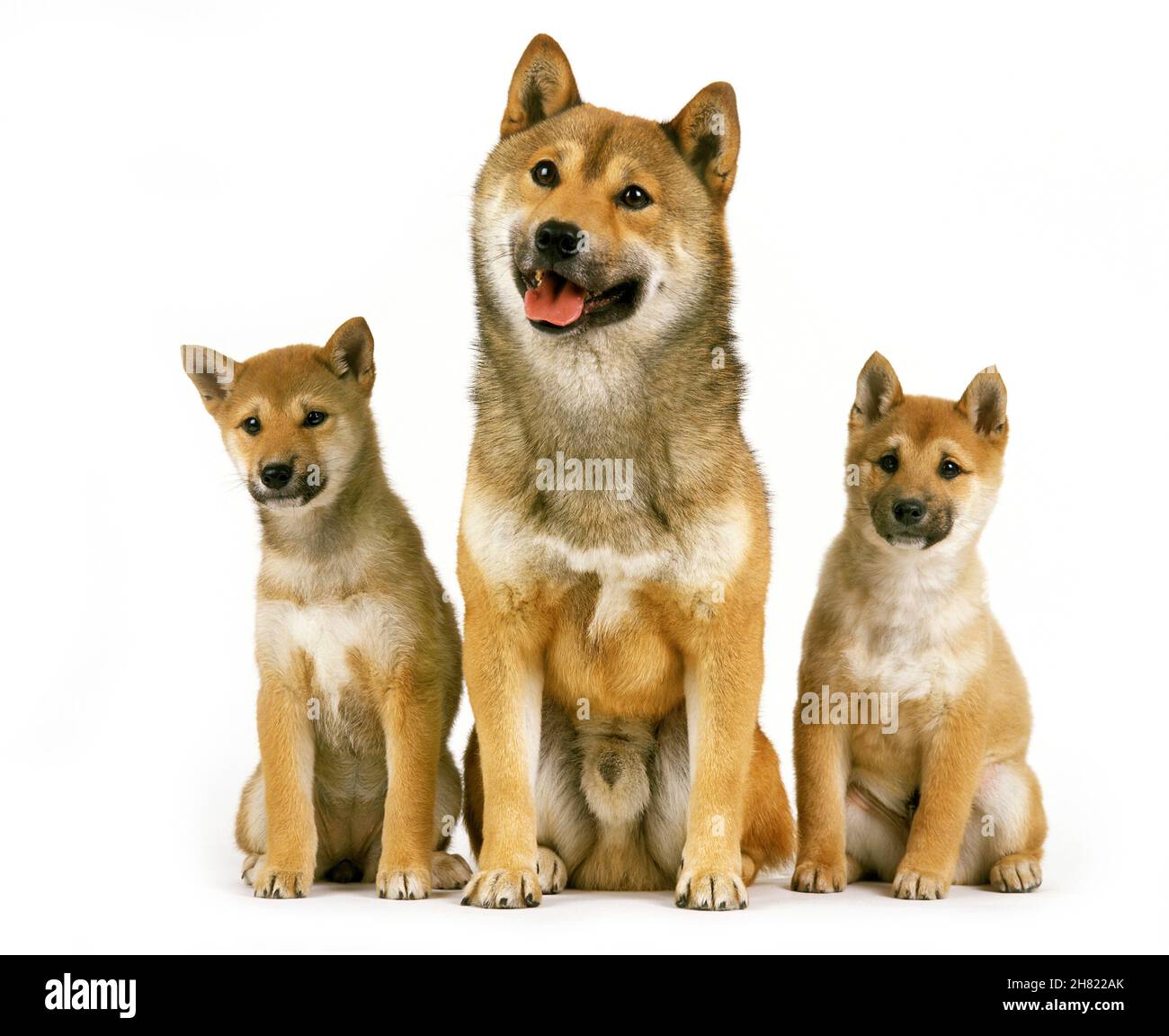 Shiba Inu Dog, Mutter mit Pup sitzt auf weißem Hintergrund Stockfoto