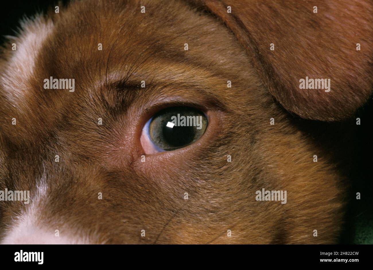 AUGE DES HUNDES Stockfoto